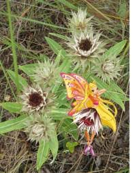 Image result for Macledium zeyheri