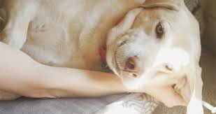 If your pet experiences fear and anxiety when they visit the vet's office, you may understandably not want to put them to sleep in such a stressful place. In Home Pet Euthanasia Tucson Az Desert Paws Mobile Vet Care