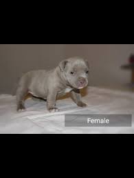 Faith is only 11.5 tall. American Bully Pocket 941571