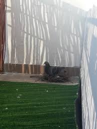 (these birds scare pigeons since they're predators. Pigeon Laid Eggs On My Balcony What Should I Do Any Tips Pigeon