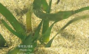 Image result for Thalassia hemprichii