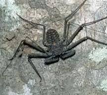 We did not find results for: Tailless Whipscorpion Pictures Information Classification And More