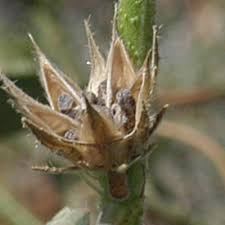 Image result for Hibiscus nigricaulis