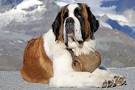 25 Largest Dog Breeds - 2020 - MerchDope