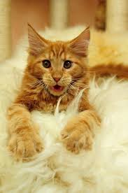 Ozzy 3 Months Cute Cats Cats Kittens Cutest