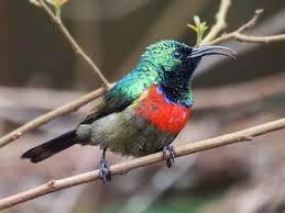 Image result for Disa satyriopsis