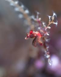 Image result for Inner Ear Decompression Sickness