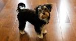 Morkie - Wikipedia