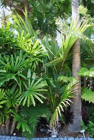 Image result for Latania loddigesii