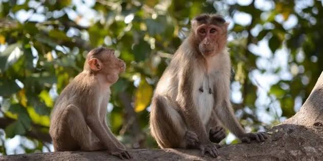 Sanjay Ghandi National Park | Sanjay Gandhi National Park Mumbai