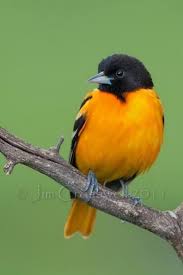 Pin De Saha Ozkose Em Birds Passaros Bonitos Animais Lindos Natureza