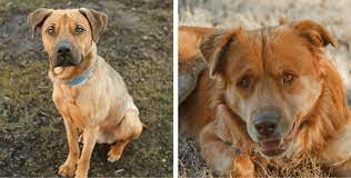 Maybe you would like to learn more about one of these? 17 Insane Pit Bull Mixes You Need To See Right Now