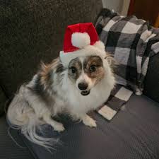 Merry Christmas from Moose and Bruce Wayne Claus!