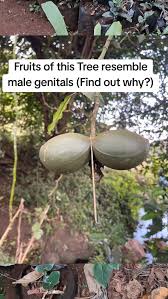 Image result for Cordia afra