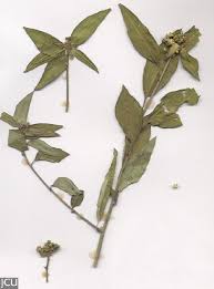 Image result for Euphorbia heterophylla