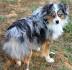 Toy Aussies | Alabama | Dugger Mountain Aussies