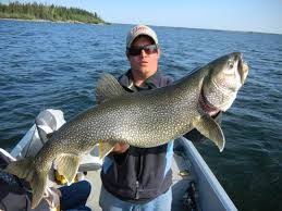 Lake Tahoe Mackinaw Lake Trout