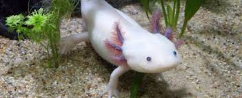 In a lot of ways, a pet like a cat or a dog is very much like a child because responsible owners care for their pets and make su. Top 8 Best Pets For Children Pet Circle