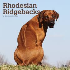 Maybe you would like to learn more about one of these? Rhodesian Ridgebacks Afrikanischer Lowenhund 2019 18 Monatskalender Mit Freier Dogdays App Wall Kalender Browntrout Publisher Amazon De Bucher