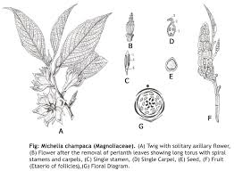 Image result for Magnoliaceae