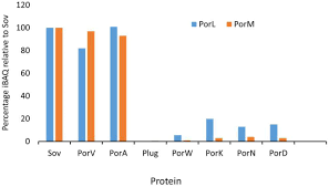 Near-atomic structure of the PorKN rings, disulfide bonded to PorG and  bound to Attachment Complexes, provide mechanistic insights into the type  IX secretion system | bioRxiv