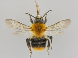 Image result for Bombus pascuorum pallidofacies