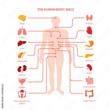 Male accessory organs are derived from mesonephric (wolfian) ducts. Set Of Colored Icons Of Male Internal Organs In Flat Style Over White Background Vector Illustration Stock Vector Adobe Stock