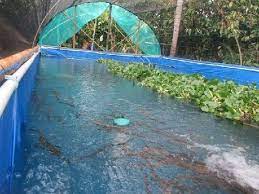 Teknik Budidaya Ikan Nila Di Kolam Terpal 500 1000 Di Rumah