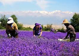 25 Unbelievably Stunning Views Of Xinjiang Farwestchina Xinjiang Lavender Stunning View