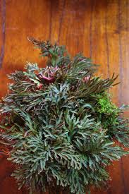 Image result for Selaginella nivea