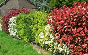 haie variee 12 arbustes fleuris persistants et melliferes jardiner malin arbuste haie decoration jardin exterieur jardiner malin