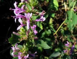 Image result for Hypoestes aristata