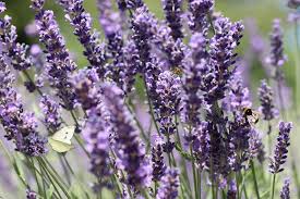 Il est possible de faire une expérience : Plantes Pour Sol Calcaire Vivaces Arbustes Et Conseils Jardiner Malin