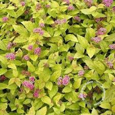 Image result for spirea japonica gold princess