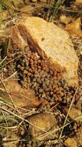 Image result for Anacampseros subnuda