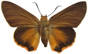 Image result for Triaspis macropteron