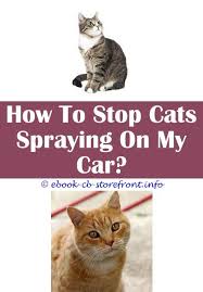 10 Noble Simple Ideas Cat Spray Bottle Reddit Does Neutered Male Cat Spray How To Get Rid Of Cat Spray Smell On Walls Bleach Floors Cat Spray My Male Admirable