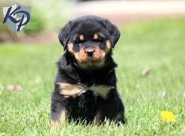Akc debuts their pet disaster relief trailer silver bay kennel club of san diego dog show. Puppy Finder Find Buy A Dog Today By Using Our Petfinder German Rottweiler Puppies Rottie Puppies Puppies