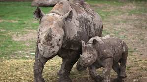 17 Animals That Became Extinct In Our Lifetime In 2020 Endangered Animals Western Black Rhinoceros Animals
