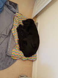 You will find flat coated retriever dogs for adoption and puppies for sale under the listings here. Kiwiline Flat Coated Retrievers Home Facebook