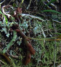 Image result for Lepisorus