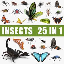 Insects Big Collection 3d Model Ad Big Insects Model Collection 3d Model Insects Atlas Moth