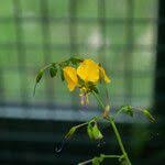 Image result for Aneilema aequinoctiale