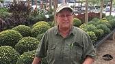 Get consan triple action 20 fungicide with fast free shipping here: How To Use Consan Triple Action 20 Fungicide Youtube