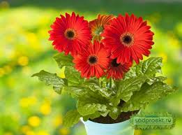 как ухаживать за герберой в горшке в домашних условиях Komnatnaya Gerbera Uhod V Domashnih Usloviyah Kak Uhazhivat Za Domashnej Gerberoj