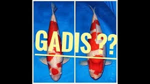 Ikan louhan banyak disukai karena karakter dan warna indah ikan ini. Cara Membedakan Ikan Koi Jantan Dengan Ikan Koi Betina Youtube