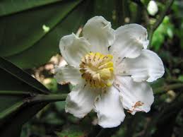 Image result for Bellucia