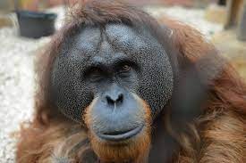 Quick & easy purchase process. Zoo Dortmund Tierpersonlichkeiten Uber Welches Tier Facebook
