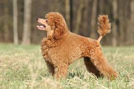 Explore 406 listings for red poodle puppies for sale uk at best prices. Toy Poodle Dogs And Puppies For Sale In The Uk Pets4homes