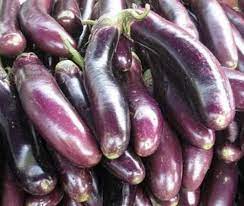 Philippine Agriculture Eggplant Seeds Talong Tagalog Eggplant Seeds Eggplant Seeds